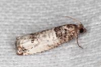 Notocelia incarnatana