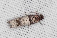 Notocelia incarnatana