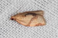 Clepsis consimilana
