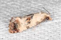 Neocochylis hybridella