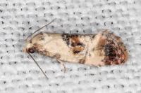 Neocochylis hybridella