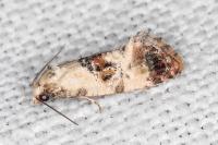 Neocochylis hybridella