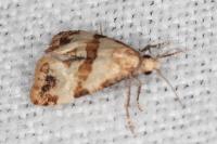 Phalonidia contractana