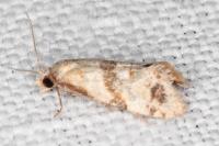 Phalonidia contractana