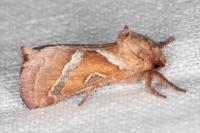 Triodia sylvina