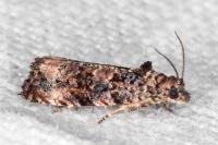 Endothenia gentianaeana