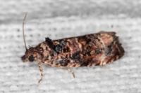 Endothenia gentianaeana