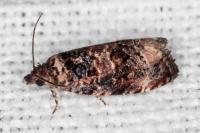 Endothenia gentianaeana