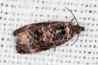 Endothenia gentianaeana