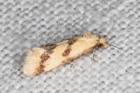 Aethes bilbaensis