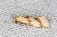 Aethes bilbaensis