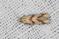 Aethes bilbaensis