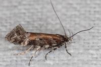 Aristotelia billii