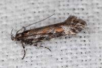 Aristotelia billii