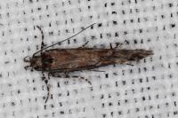 Aristotelia billii