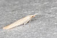 Coleophora galbulipennella