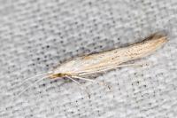 Coleophora galbulipennella