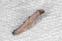 Ochromolopis staintonellus