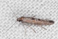Ochromolopis staintonellus