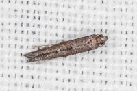 Ochromolopis staintonellus