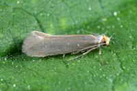 Argyresthia svenssoni