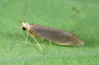 Argyresthia kulfani
