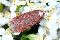 Depressaria olerella