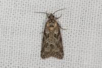 Cnephasia