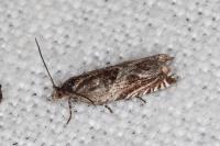 Ancylis comptana