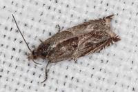 Ancylis comptana