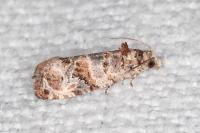 Lobesia botrana