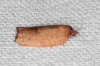 Cacoecimorpha pronubana