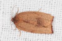Cacoecimorpha pronubana