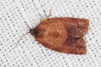 Cacoecimorpha pronubana