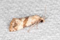 Phalonidia contractana