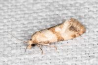 Phalonidia contractana