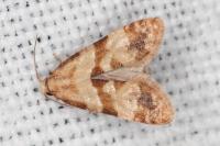 Phalonidia contractana