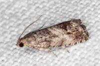 Cydia splendana