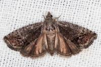 Cydia splendana
