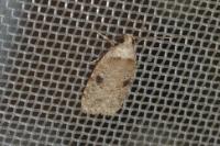 Agonopterix propinquella