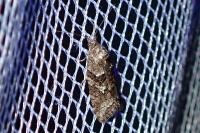 Cnephasia