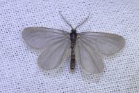 Rebelia plumella surientella
