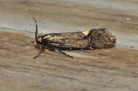 Esperia sulphurella