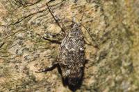 Diurnea fagella