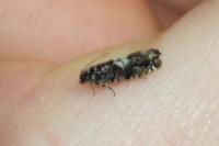 Pammene argyrana