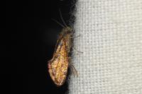 Dyseriocrania subpurpurella