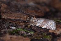 Argyrotaenia ljungiana