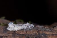 Ypsolopha asperella