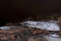 Diurnea fagella