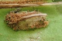 Psychoides verhuella
